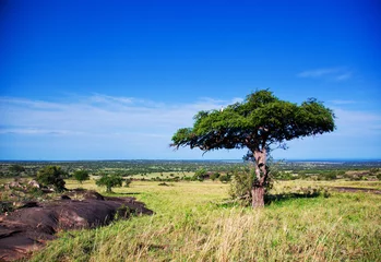 Möbelaufkleber Savannenlandschaft in Afrika, Serengeti, Tansania © Photocreo Bednarek
