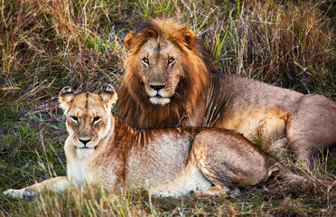 Male lion and female lion. Safari in Serengeti, Tanzania, Africa