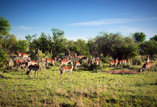 Impala's herd on savanna in Africa. Safari in Serengeti