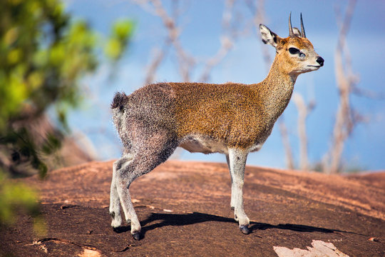 Fototapeta Klipspringer on rock. Serengeti, Tanzania, Africa