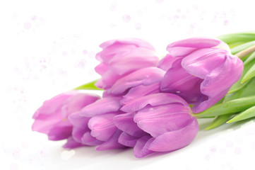 Obraz na płótnie Canvas Tulip flowers on the white