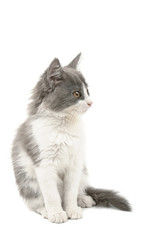 Grey and white kitten