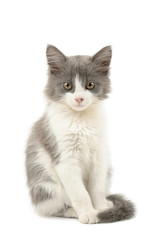 Grey and white kitten