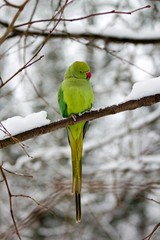 perruche à collier en hiver, forêt de France