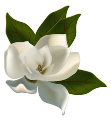 Fototapeta premium single magnolia flower isolated on white