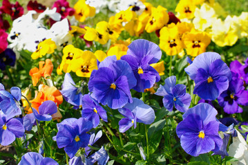 Violas
