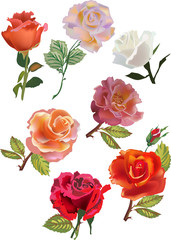 seven isolated roses collection