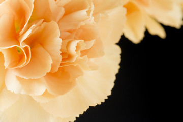 Close up image of orange carnation on black background