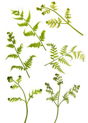 spring green young fern branches on white