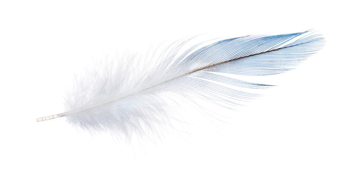 light blue parrot feather isolated on white
