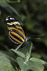 Tigerwing Butterfly