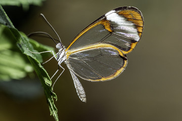 Greta oto (Clearwing)