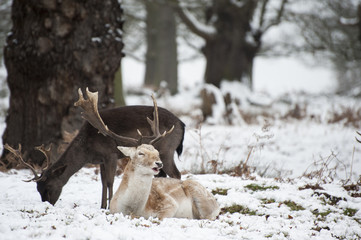 Beautiful image of Fallow Deer in snow Winter landscape