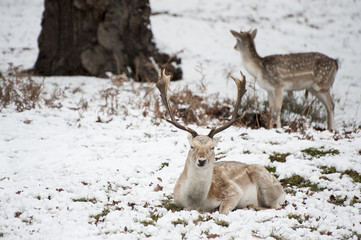 Beautiful image of Fallow Deer in snow Winter landscape