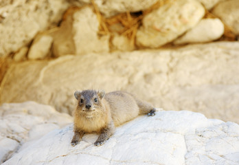 Yellow-spotted Rock Hyrax