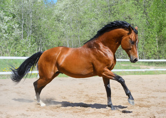 Bay horse of Ukrainian riding breed