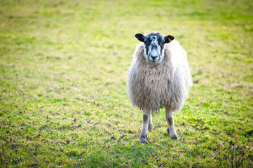 Close up of Sheep