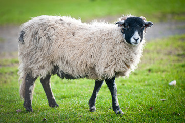 Sheep in field