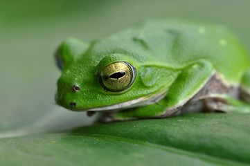 シュレーゲルアオガエル