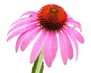 Sonnenhut (Echinacea purpurea) Einzelne Blüte mit Blütenblätt