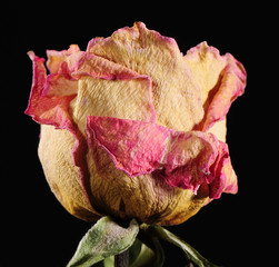 Rosen_Kopf