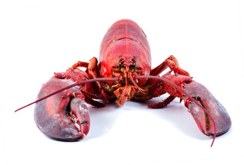 Lobster on white background isolated
