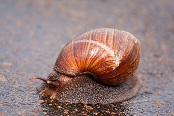 Snail moving on wet surface