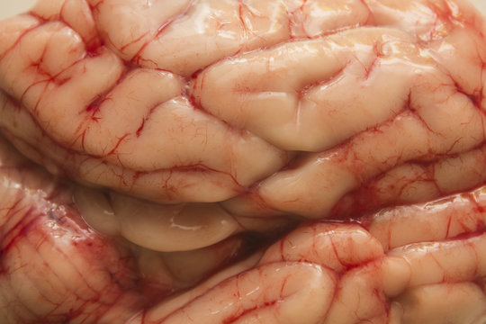 Textura de cerebro