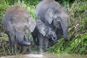 Pygmy elephants on the Kinabatangan River, Sabah.