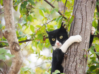 junge Katze, schwarz-weiß, 10, hängt wie ein Äffchen am Baum - 49051615