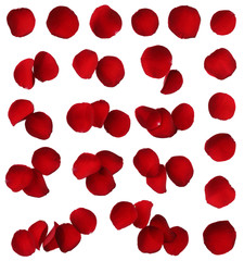 Red rose petal collection isolated on white background