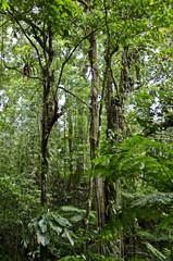 Dominica, "Morne Trois Pitons National Park".