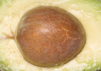 Avocado pip Abstract background