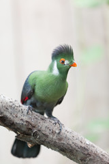 Tauraco persa - Guinea or Green Turaco