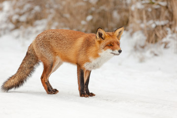 Fox in area in the Netherlands