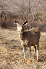 Young sambar deer, Ranthambore National Park