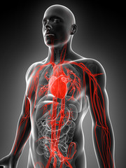 3d rendered illustration of the human vascular system