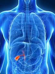 3d rendered illustration of the male gallbladder