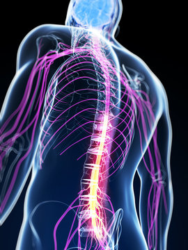 3d rendered illustration of the spinal cord