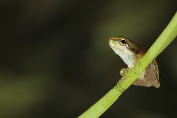 ranita meridional en una rama preparada para el salto