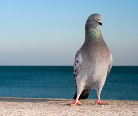 Proud pigeon on seascape background