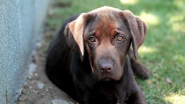 chocolate labrador is watching