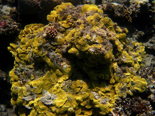 Naklejka na ściany i meble żółty koral