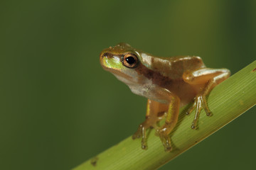 ranita meridional en una rama