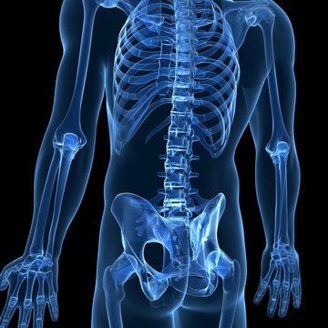 3d rendered illustration of the male skeleton