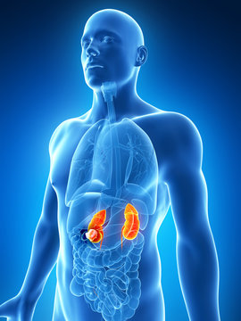 3d rendered illustration of the male kidneys - cancer