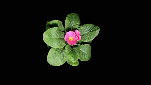 Flowering pink primula on the black background (Primula vulgaris