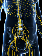 3d rendered illustration of the male nerve system