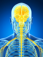 3d rendered illustration of the male nerve system