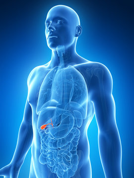 3d rendered illustration of the male gallbladder